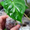 Philodendron verrucosum  for sale