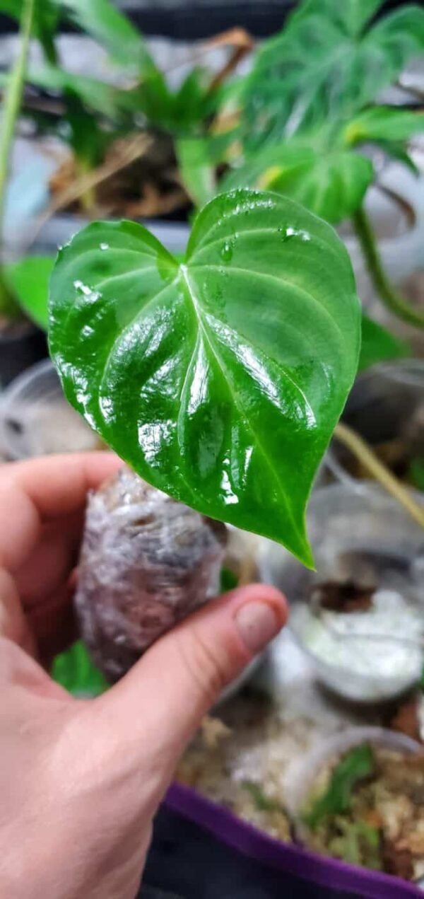 Philodendron verrucosum  for sale