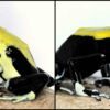 Dart frog dendrobates tinctorius yellowback