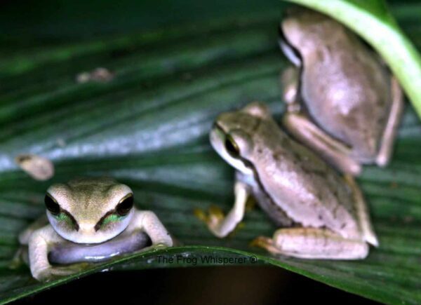 Smilsa pheota Masked Tree frogs