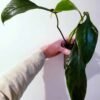 philodendron joeppii