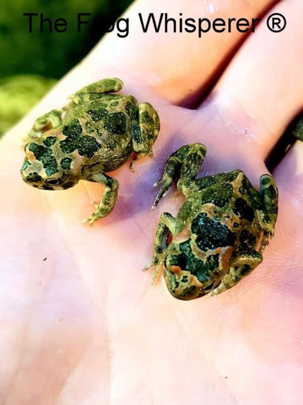 Paradise toads on hand