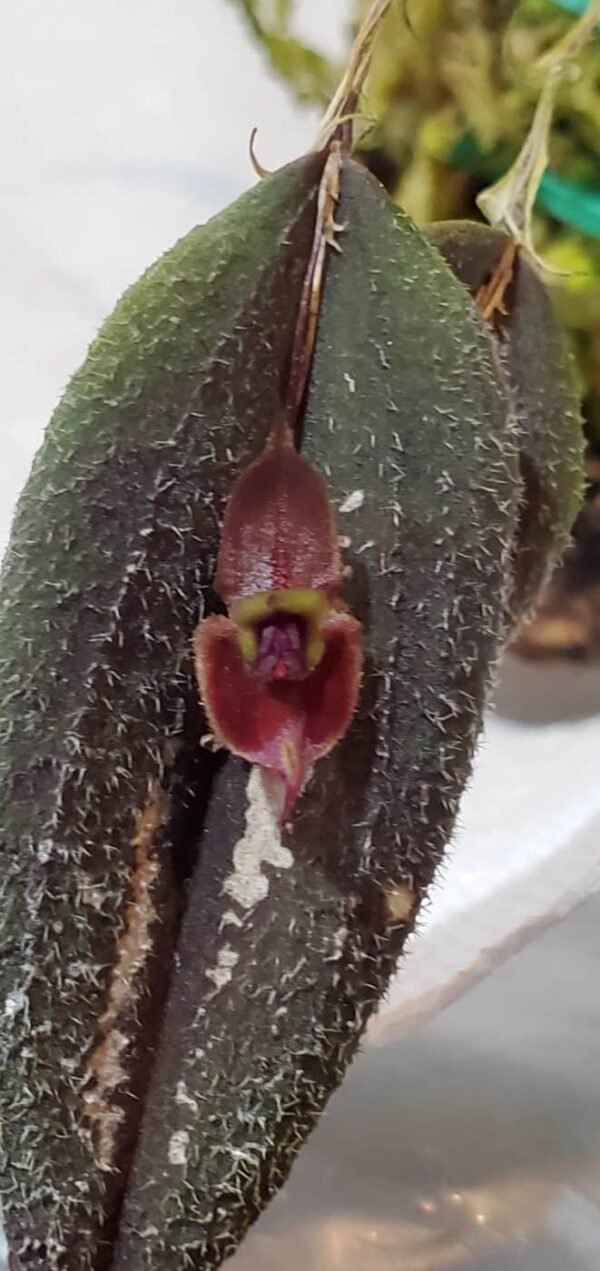 lepanthes gargoyla x horrida up close flower orchid