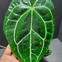 Anthurium Crystalynum leaf