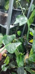Alocasia macrorrhiza ‘Stingray’leaf