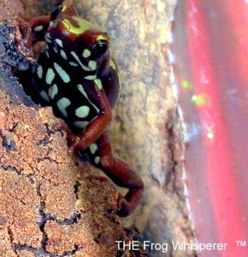 Epipedobates tri-color froglet