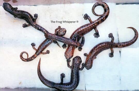 bolitoglossa salamanders
