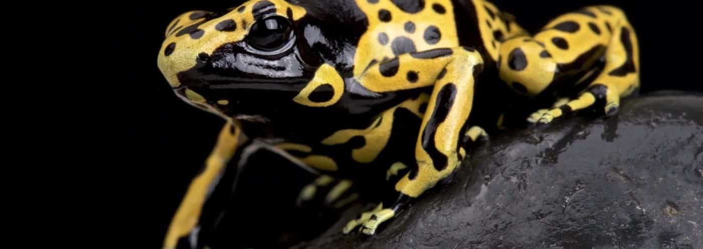 Toadally Awesome Dart Frogs and More