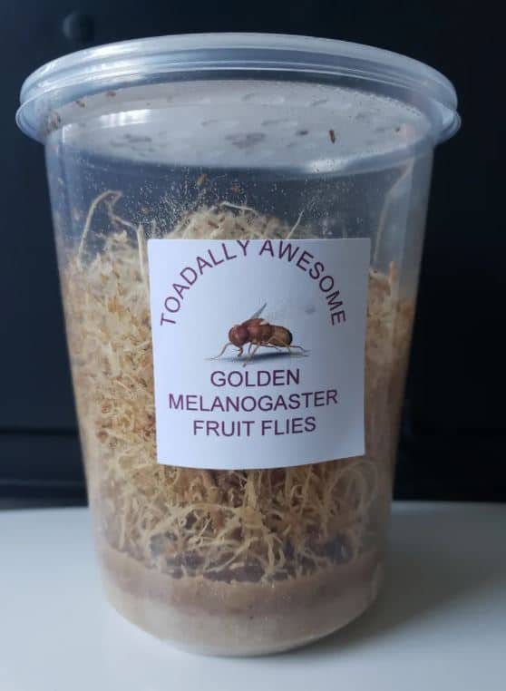 Toadally awesome melanogaster fruit fly culture