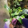 Philodendron barrosoanum gigantenum cutting with new growth