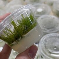 Tissue Culture, Flame Moss