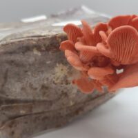 Mushroom Growing Kit for Vivariums