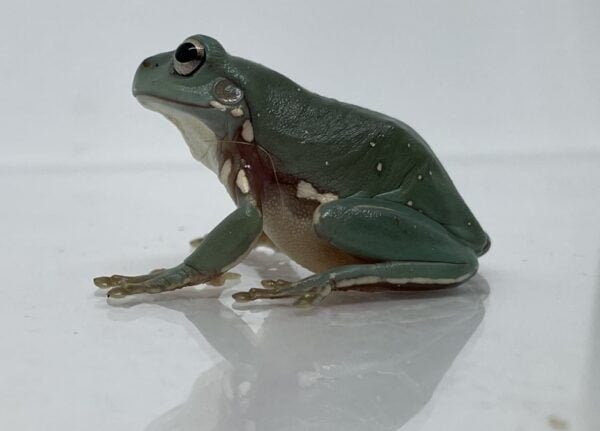 White's tree frog side profile