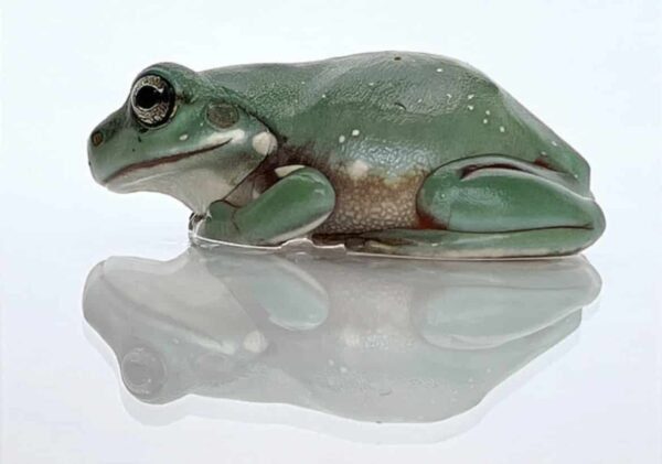 white's tree frog side view