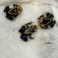 “Alanis” Dendrobates tinctorius froglets