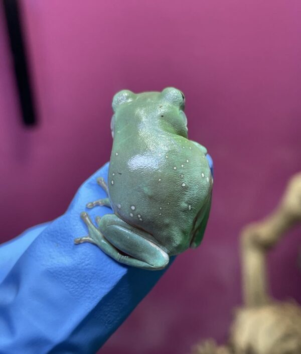 White's tree frog on hand