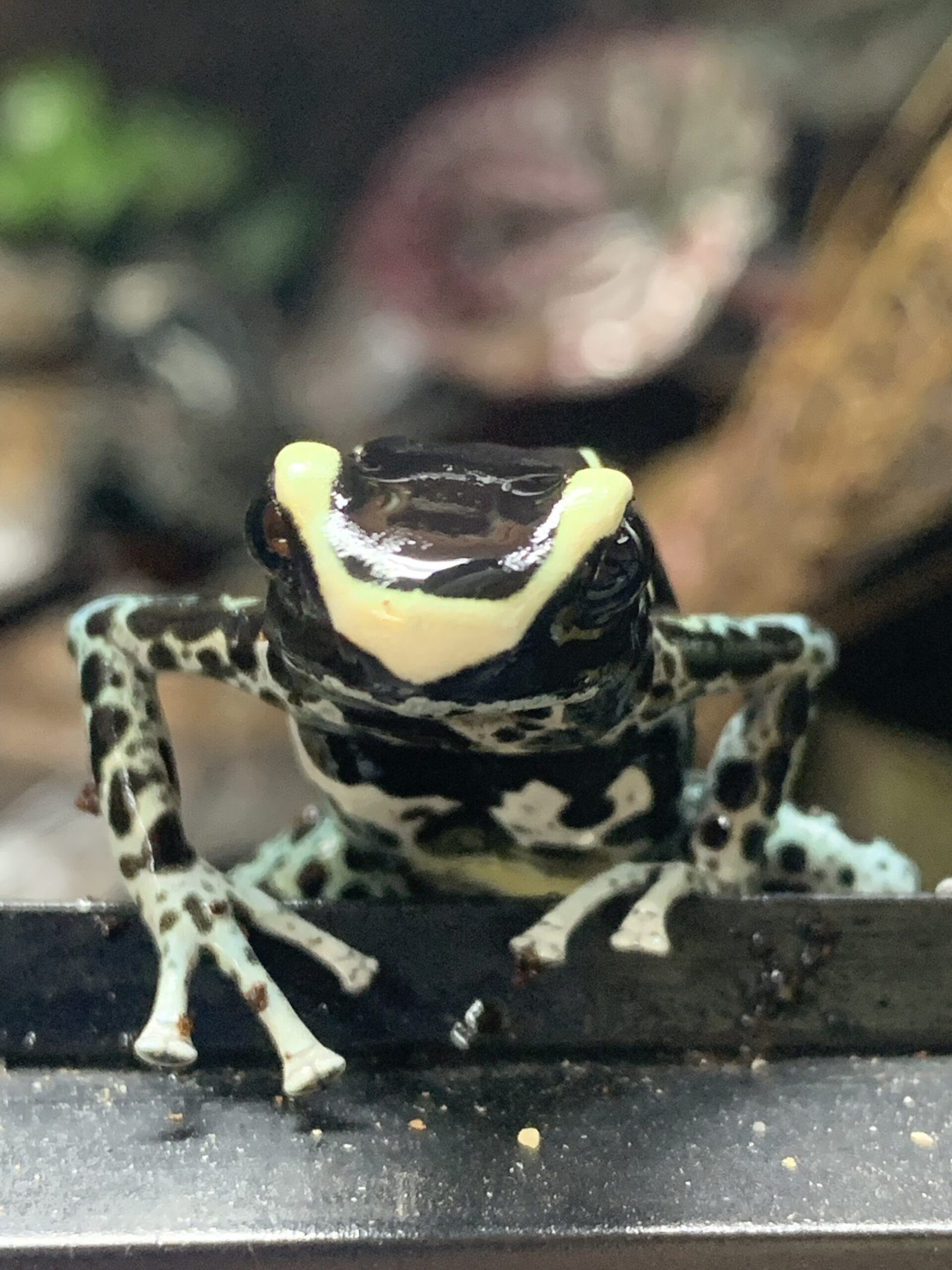 Frog Prince Exotics