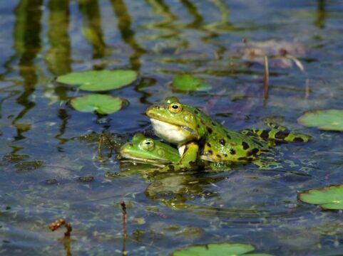 frogs mating in pond