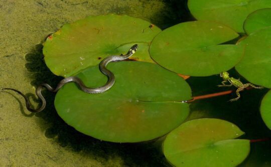 frog and snake in a pond