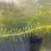 anacharis aquatic plant