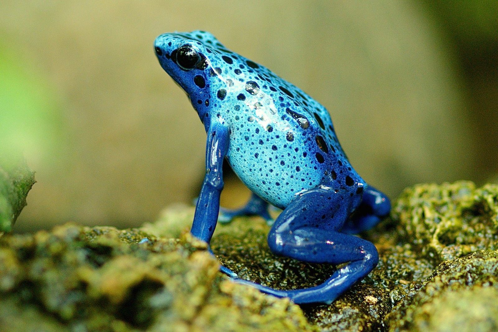 Azureus blue Dart Frog - Dendrobates tinctorius