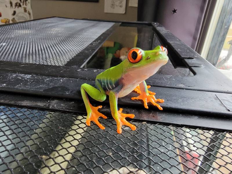 Red Eyed Tree Frogs – SUPER FRIENDLY AND GREAT WITH KIDS!!! –
